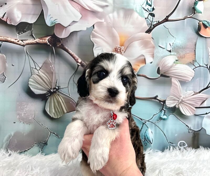 Cockapoo puppies for sale in Newton Abbot, Devon – 5 weeks old - Image 3 of 15