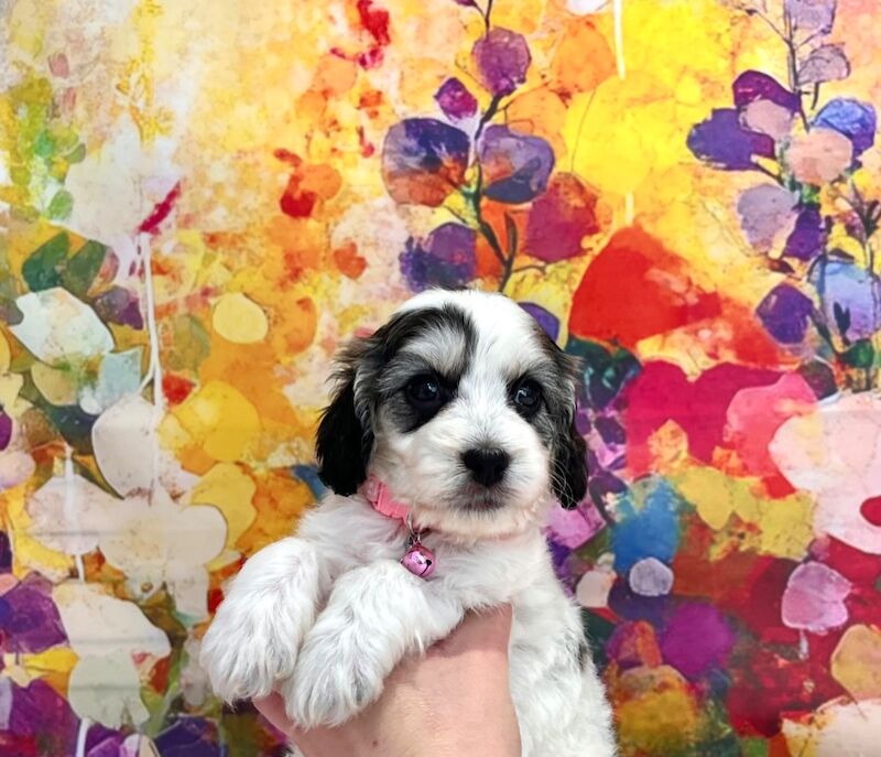Cockapoo puppies for sale in Newton Abbot, Devon – 5 weeks old - Image 4 of 15