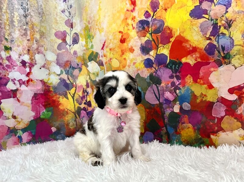 Cockapoo puppies for sale in Newton Abbot, Devon – 5 weeks old - Image 5 of 15
