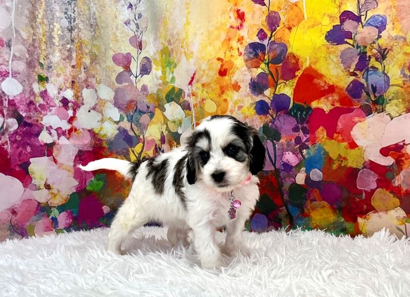 Cockapoo puppies for sale in Newton Abbot, Devon – 5 weeks old - Image 6 of 15