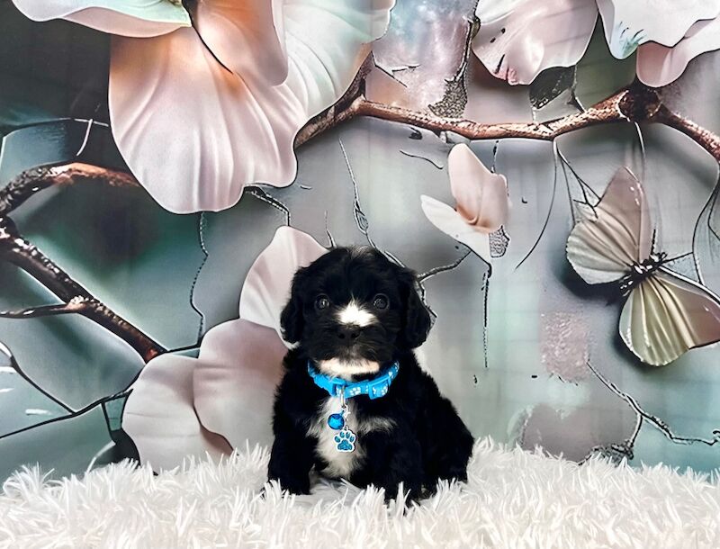 Cockapoo puppies for sale in Newton Abbot, Devon – 5 weeks old - Image 7 of 15