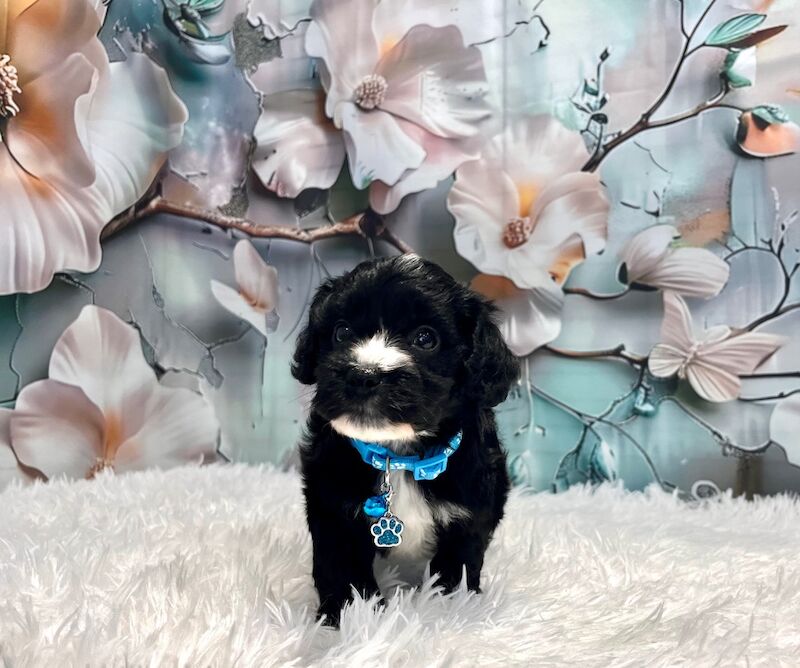 Cockapoo puppies for sale in Newton Abbot, Devon – 5 weeks old - Image 8 of 15