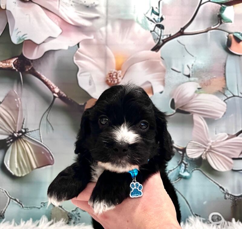 Cockapoo puppies for sale in Newton Abbot, Devon – 5 weeks old - Image 9 of 15