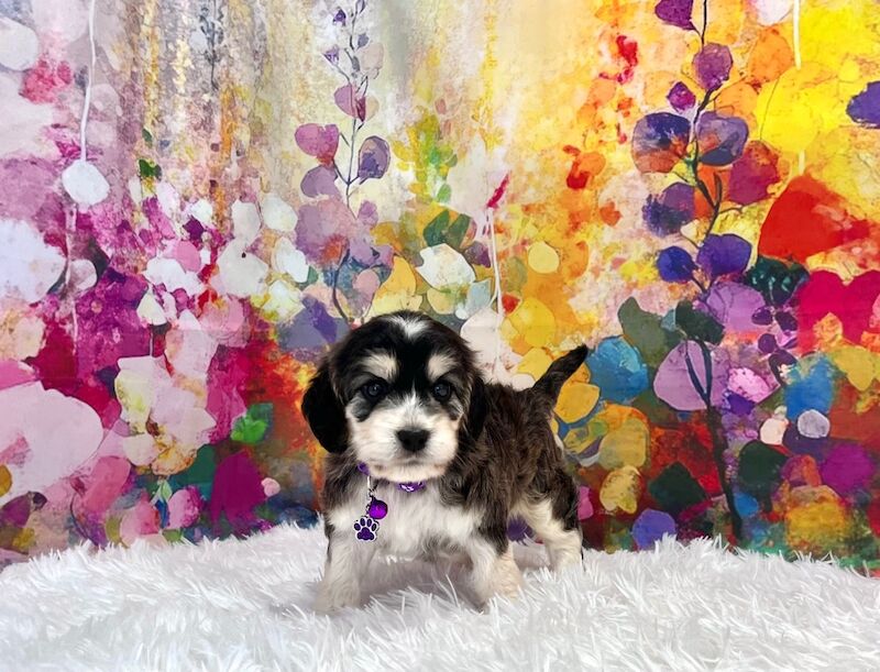 Cockapoo puppies for sale in Newton Abbot, Devon – 5 weeks old - Image 12 of 15