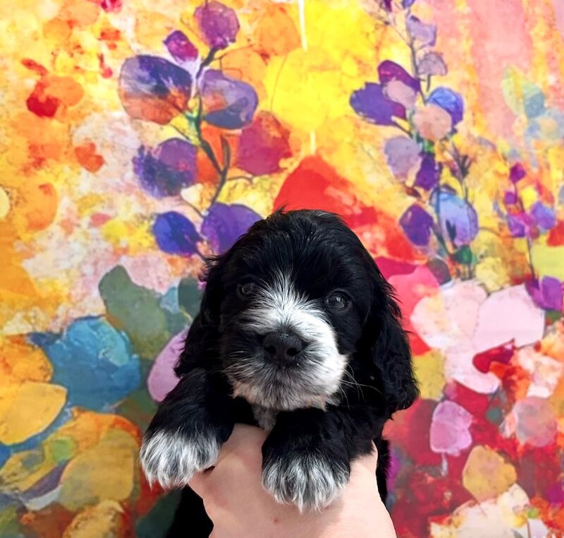 Cockapoo puppies for sale in Newton Abbot, Devon – 5 weeks old - Image 13 of 15
