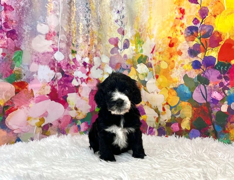Cockapoo puppies for sale in Newton Abbot, Devon – 5 weeks old - Image 14 of 15
