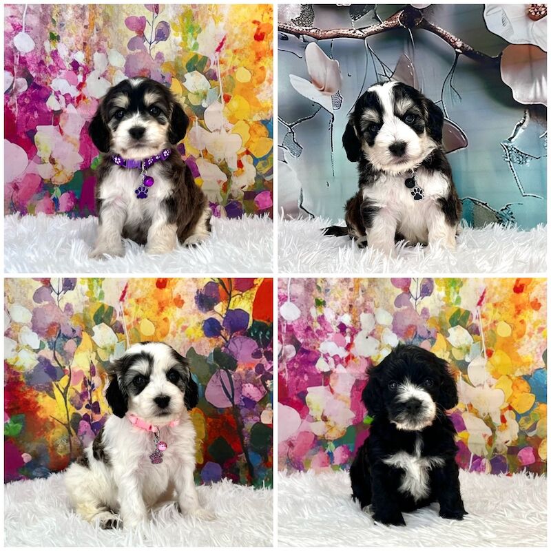 Cockapoo puppies for sale in Newton Abbot, Devon – 6 weeks old