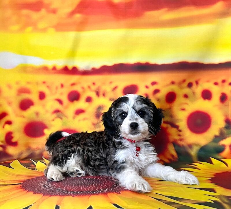 Cockapoo puppies for sale in Newton Abbot, Devon – 8 weeks old