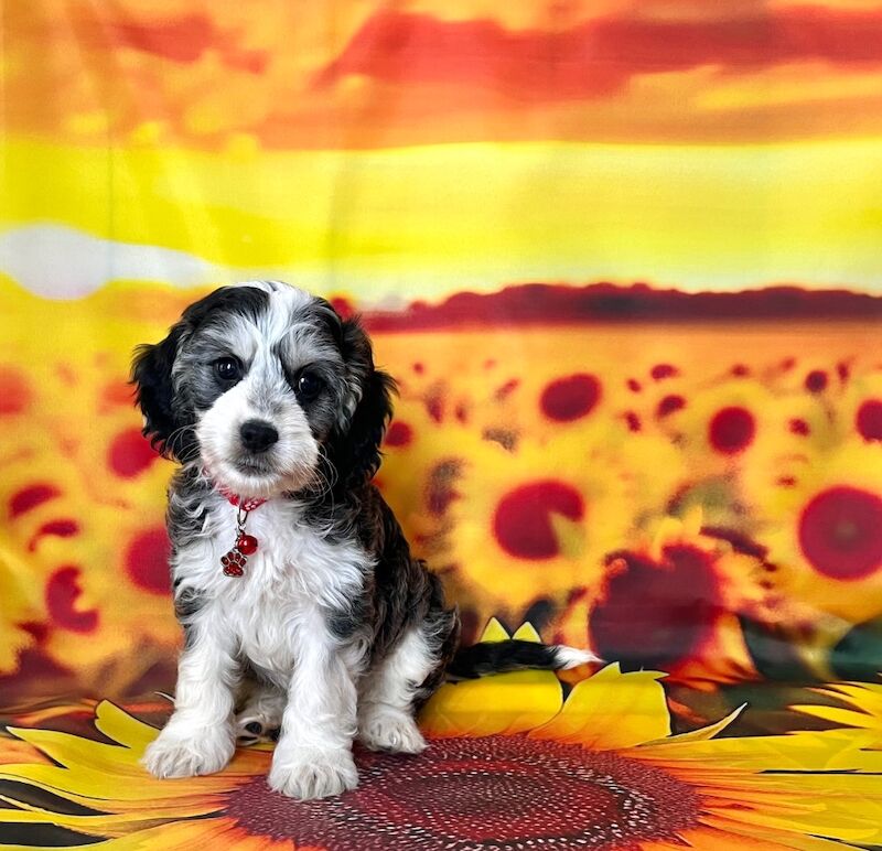 Cockapoo puppies for sale in Newton Abbot, Devon – 5 months old - Image 2 of 11