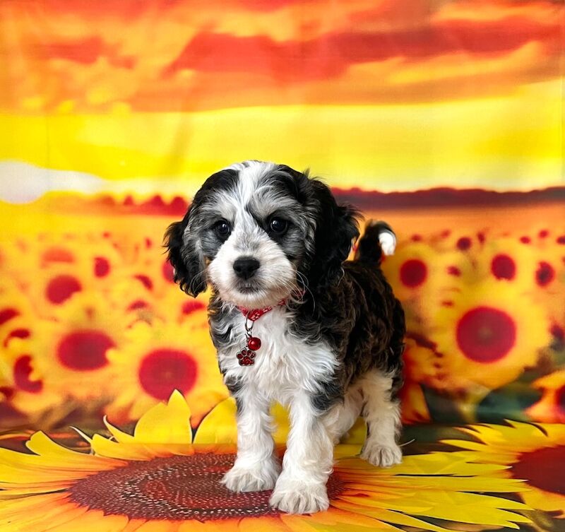 Cockapoo puppies for sale in Newton Abbot, Devon – 5 months old - Image 3 of 11