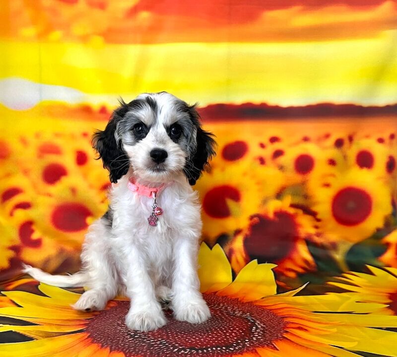 Cockapoo puppies for sale in Newton Abbot, Devon – 5 months old - Image 6 of 11