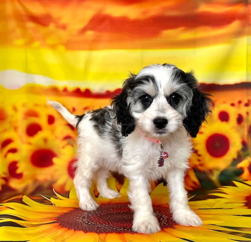 Cockapoo puppies for sale in Newton Abbot, Devon – 5 months old - Image 7 of 11