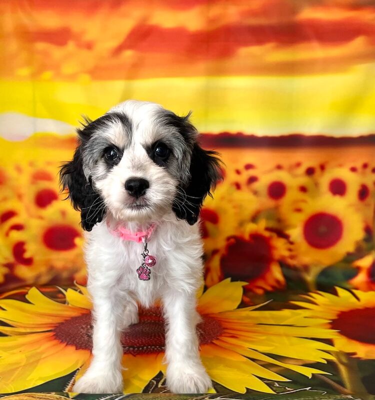 Cockapoo puppies for sale in Newton Abbot, Devon – 5 months old - Image 9 of 11