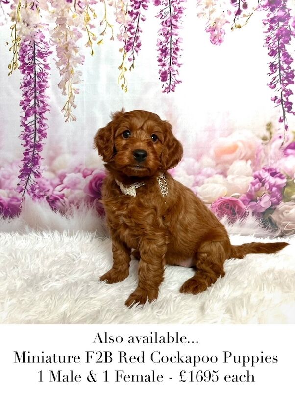 Cockapoo puppies for sale in Newton Abbot, Devon – 5 months old - Image 10 of 11