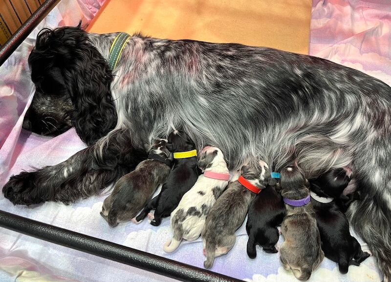 Cockapoo puppies for sale in Newton Abbot, Devon – 5 months old - Image 11 of 11