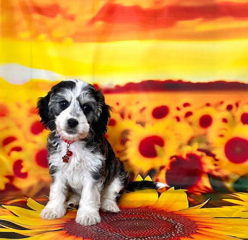 Cockapoo puppies for sale in Torbay, Devon – 3 months old