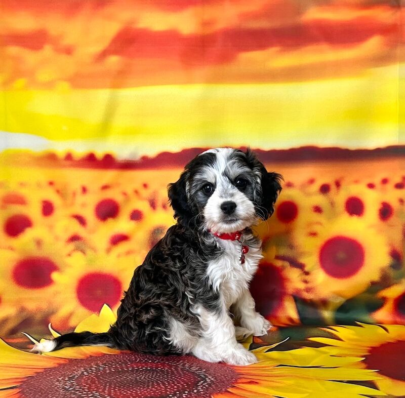 Cockapoo puppies for sale in Torbay, Devon – 3 months old - Image 3 of 5