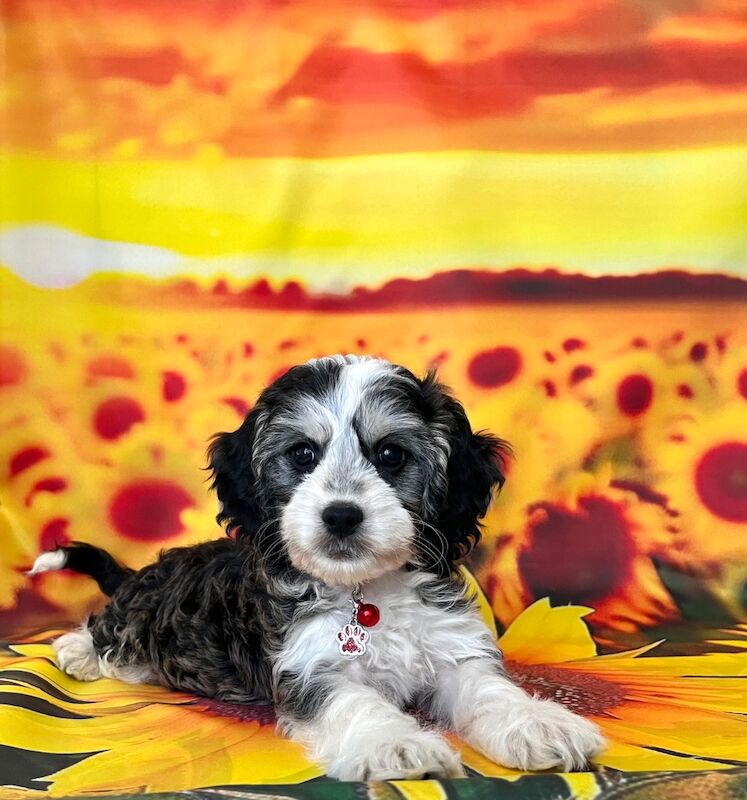 Cockapoo puppies for sale in Torbay, Devon – 3 months old - Image 5 of 5