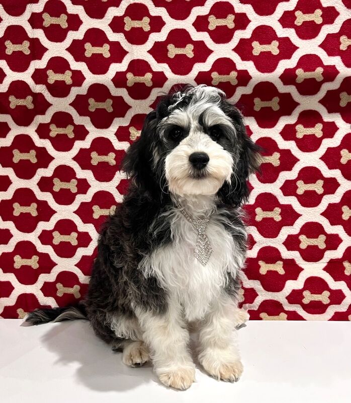 Cockapoo puppies for sale in Torbay, Devon – 3 months old