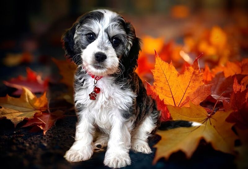 Cockapoo puppies for sale in Devon – 12 weeks old