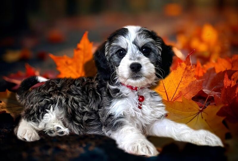 Cockapoo puppies for sale in Devon – 12 weeks old - Image 2 of 5