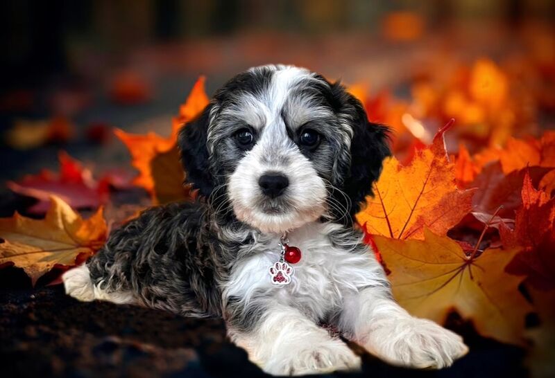 Cockapoo puppies for sale in Devon – 12 weeks old - Image 3 of 5