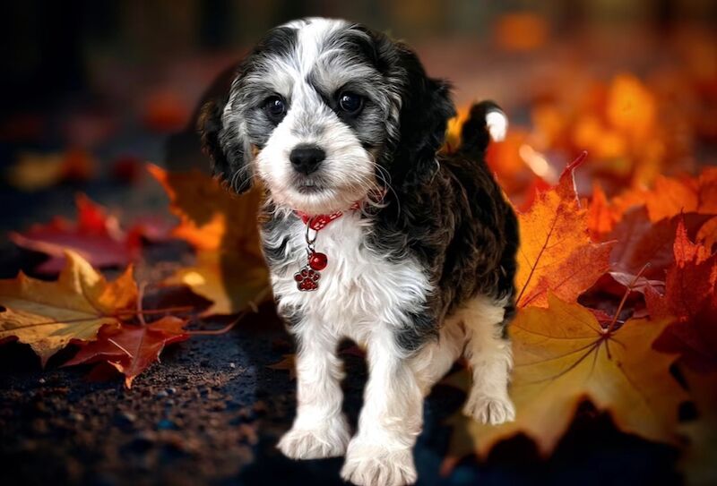 Cockapoo puppies for sale in Devon – 12 weeks old - Image 4 of 5