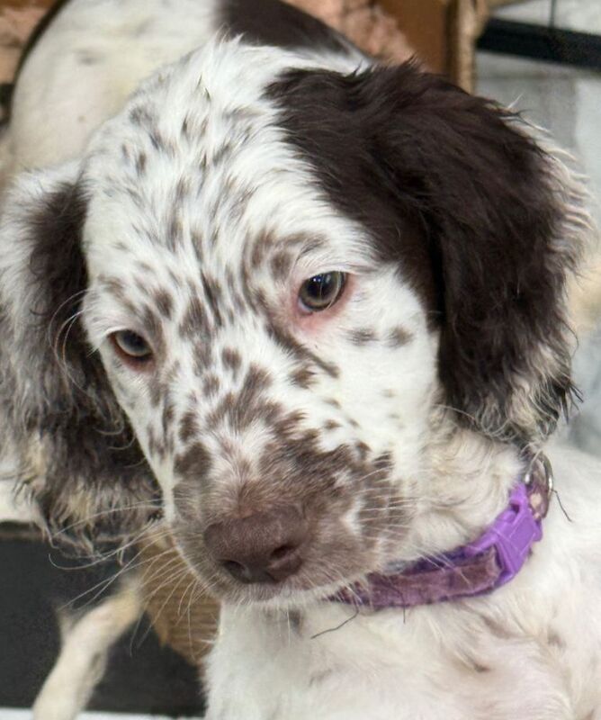 Cockapoo puppies for sale in East Ham, Greater London – 11 weeks old