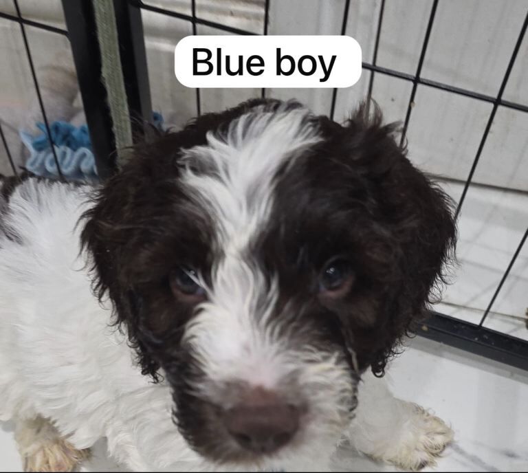 Cockapoo puppies for sale in East Ham, Greater London – 12 weeks old - Image 2 of 6