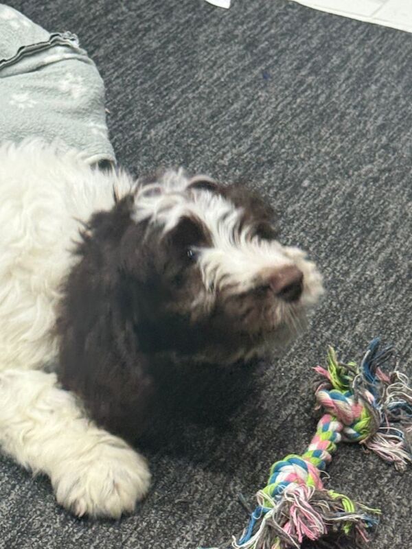 Cockapoo puppies for sale in East Ham, Greater London – 12 weeks old - Image 3 of 6