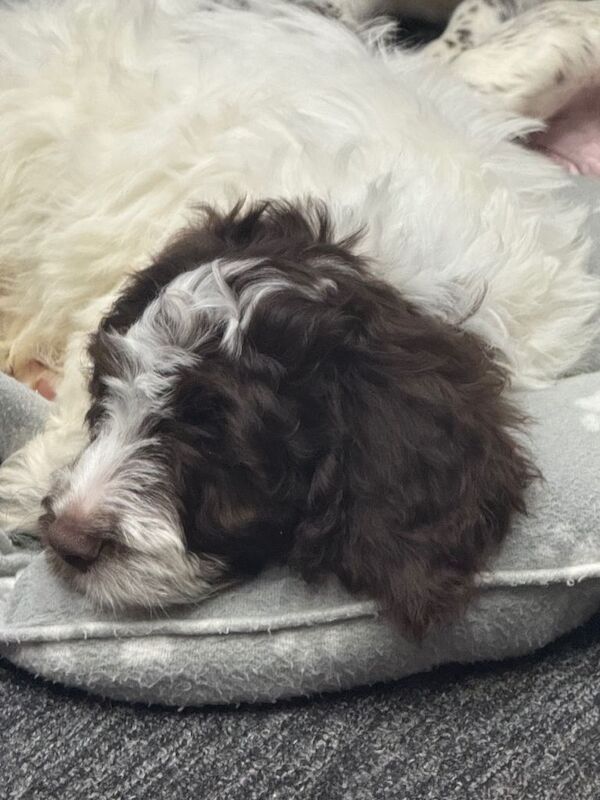 Cockapoo puppies for sale in East Ham, Greater London – 12 weeks old - Image 4 of 6