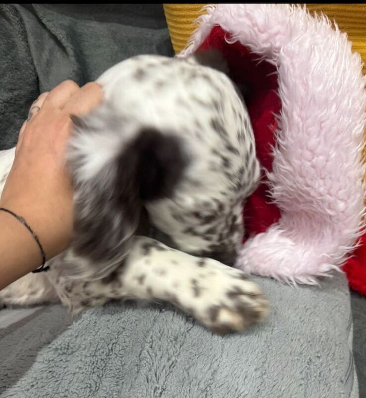 Cockapoo puppies for sale in East Ham, Greater London – 12 weeks old - Image 5 of 6