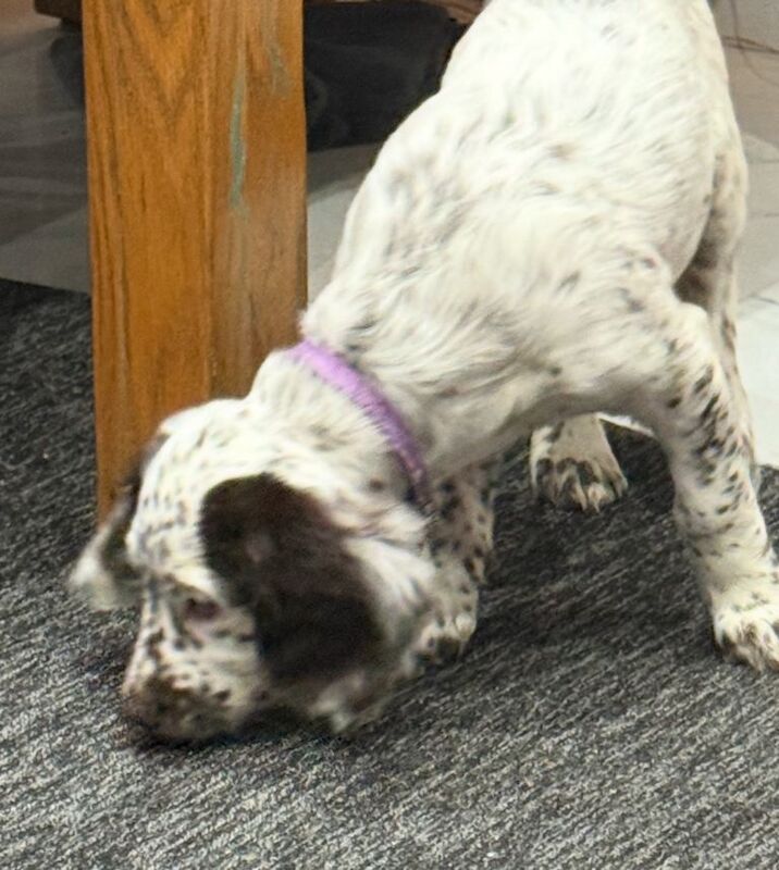 Cockapoo puppies for sale in East Ham, Greater London – 12 weeks old - Image 6 of 6