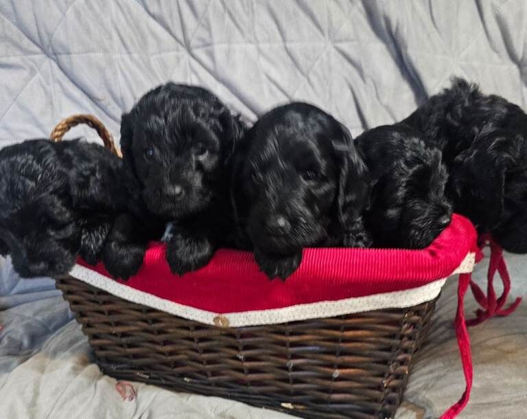 Cockapoo puppies for sale in Llanelli, Dyfed – KC registered, 6 weeks old