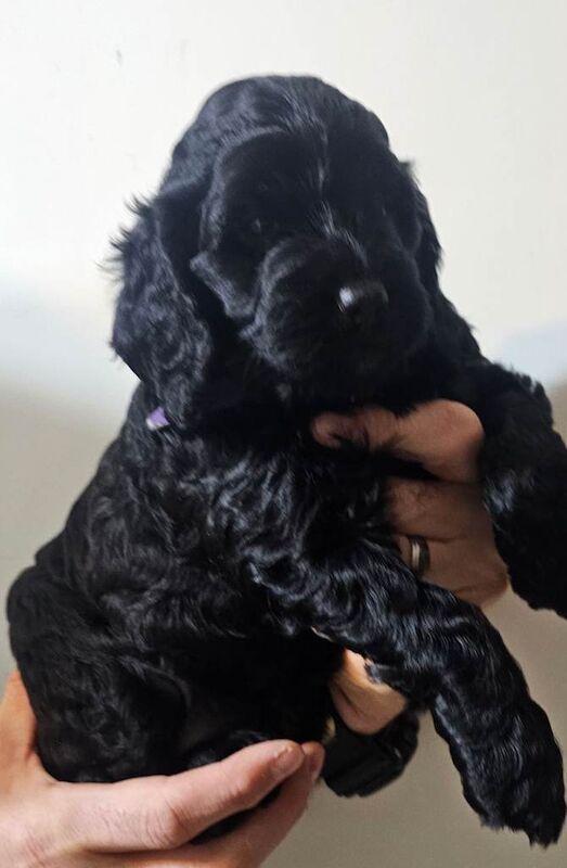 Cockapoo puppies for sale in Llanelli, Carmarthenshire – KC registered, 4 months old - Image 2 of 5