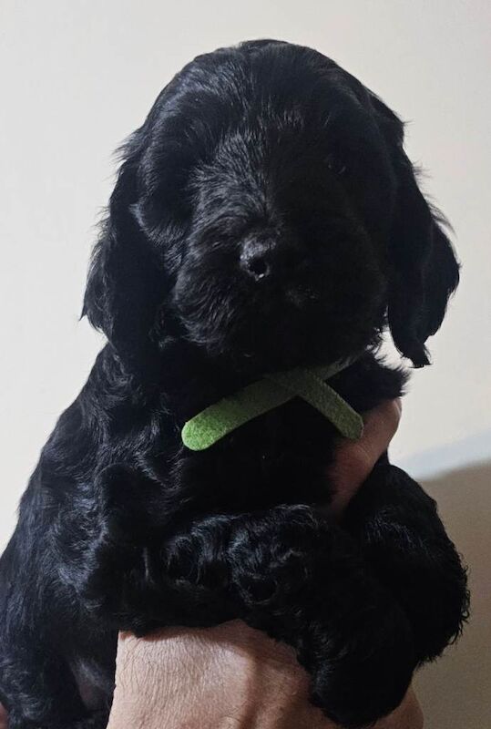 Cockapoo puppies for sale in Llanelli, Carmarthenshire – KC registered, 4 months old - Image 3 of 5