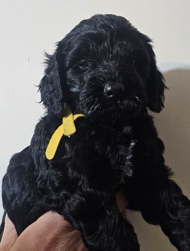 Cockapoo puppies for sale in Llanelli, Carmarthenshire – KC registered, 4 months old - Image 5 of 5