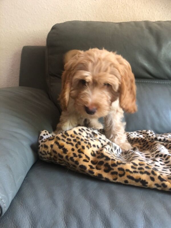 Cockapoo puppies for sale in Skegness, Lincolnshire – 11 weeks old - Image 7 of 15