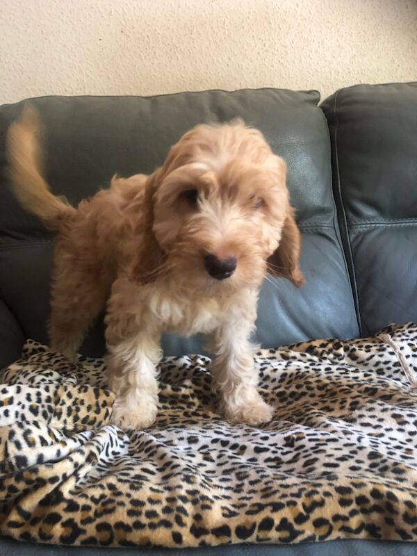 Cockapoo puppies for sale in Skegness, Lincolnshire – 11 weeks old - Image 8 of 15