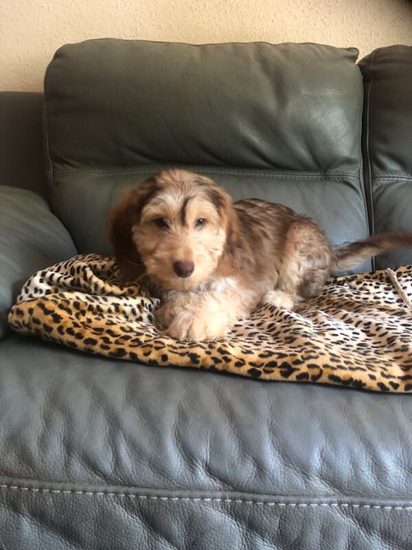 Cockapoo puppies for sale in Skegness, Lincolnshire – 11 weeks old - Image 9 of 15