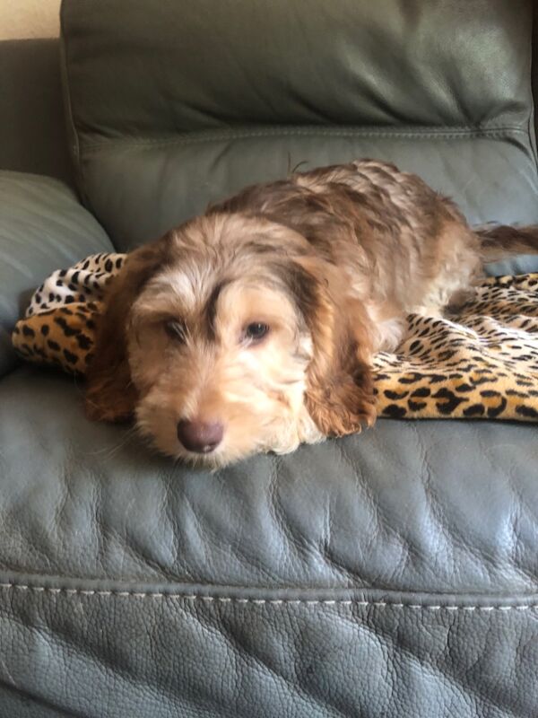 Cockapoo puppies for sale in Skegness, Lincolnshire – 11 weeks old - Image 10 of 15