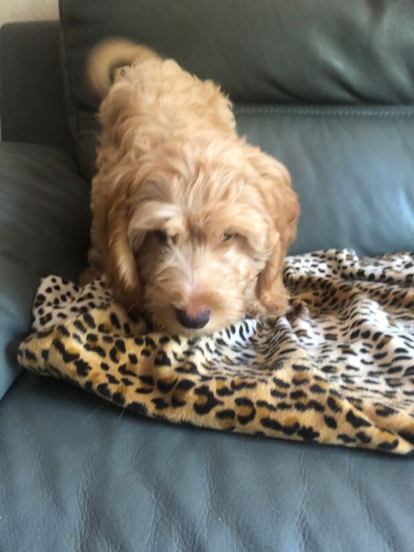Cockapoo puppies for sale in Skegness, Lincolnshire – 11 weeks old - Image 11 of 15