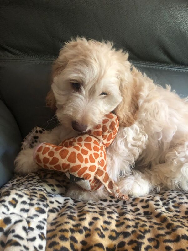 Cockapoo puppies for sale in Skegness, Lincolnshire – 11 weeks old - Image 12 of 15