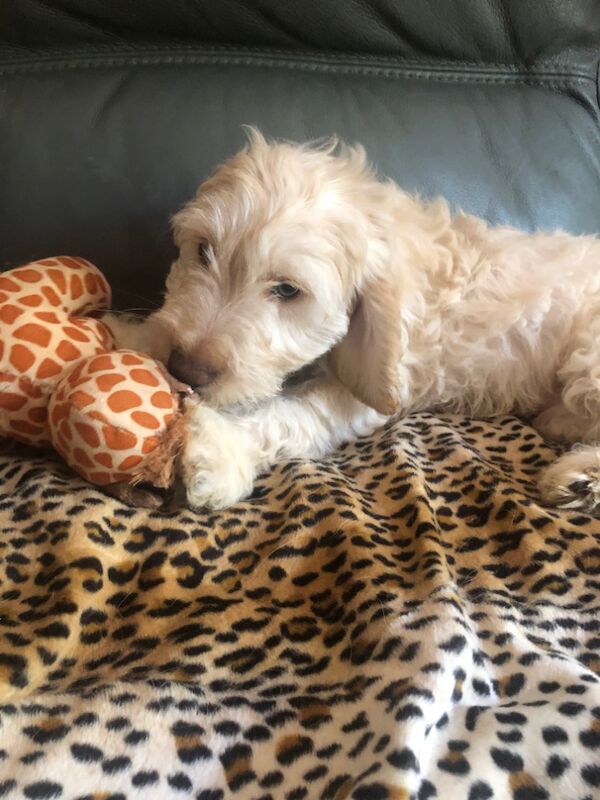 Cockapoo puppies for sale in Skegness, Lincolnshire – 11 weeks old - Image 13 of 15