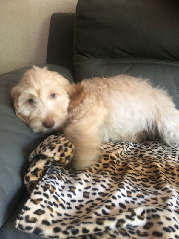 Cockapoo puppies for sale in Skegness, Lincolnshire – 11 weeks old - Image 14 of 15