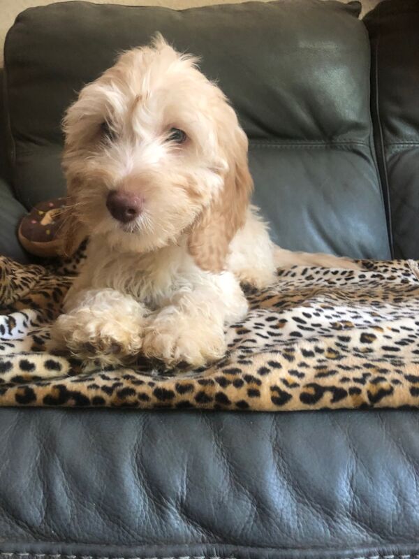 Cockapoo puppies for sale in Skegness, Lincolnshire – 11 weeks old - Image 15 of 15