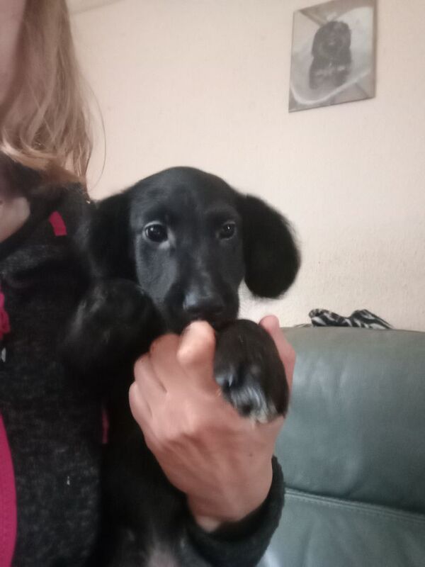 Cockapoo puppies for sale in Lincolnshire – 12 weeks old