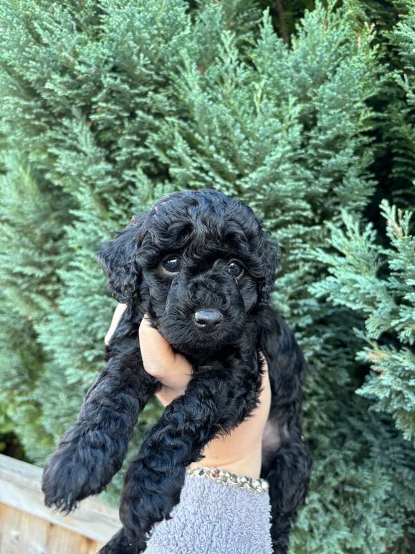Cockapoo puppies for sale in Nottingham, Nottinghamshire – 7 weeks old