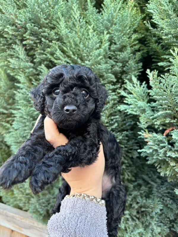 Cockapoo puppies for sale in Nottingham, Nottinghamshire – 7 weeks old - Image 4 of 6