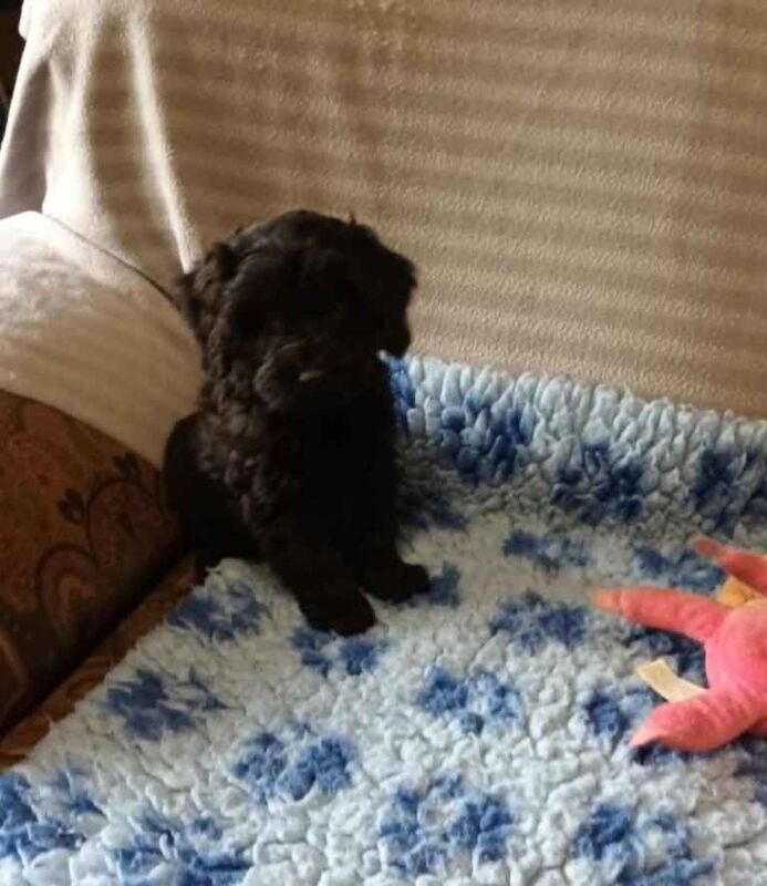 Cockapoo puppies for sale in Okehampton, Devon – KC registered, 9 weeks old - Image 2 of 3